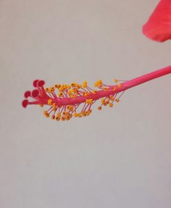 Close-up of red flowers