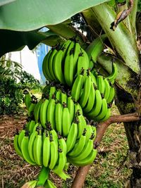 Full frame shot of bananas hanging on tree