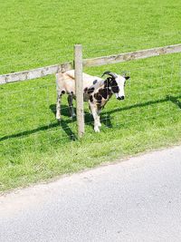 View of dog on field