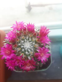 Close-up of pink flowering plant