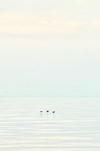 View of birds in sea against sky