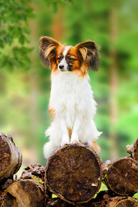 Portrait of dog sitting on land