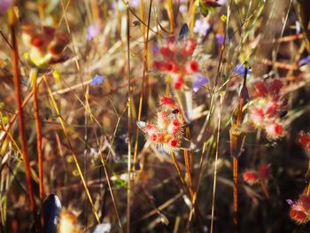 Close-up of flowering plants on field during autumn