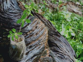 Close-up of tree trunk