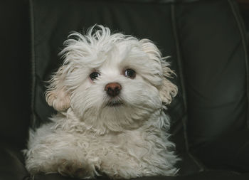 Close-up of havanese dog at home