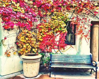 View of potted plants on the wall