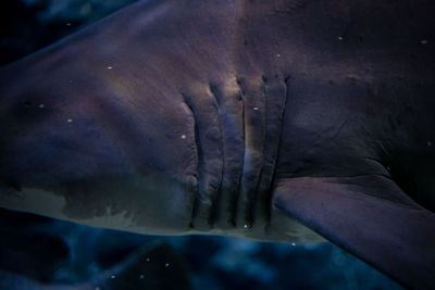 Close-up of hand with fish in sea