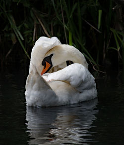 Swan floating on a lake