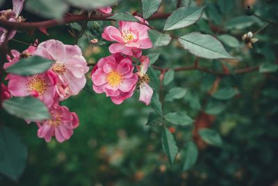 Close-up of pink flowering plants