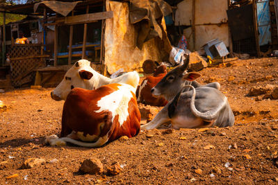 African farm, gorée island, senegal 