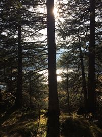 Low angle view of trees against sky