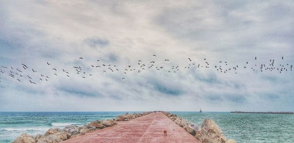 Birds flying over sea against sky