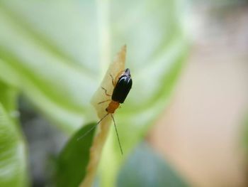 Close-up of insect on leaf