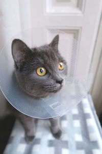 Gray cat wearing protective collar