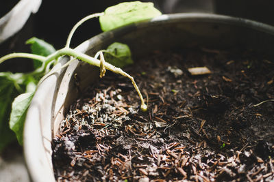 Close-up of plant growing on field