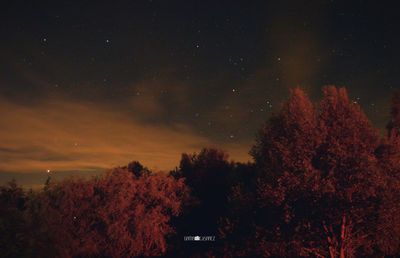 Low angle view of trees against sky at night