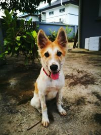 Portrait of dog sitting on floor