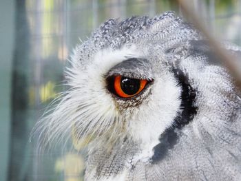 Close-up portrait of owl