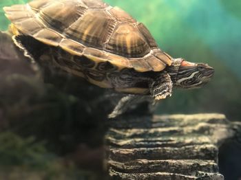 Close-up of a turtle