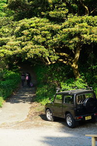 People on road by trees