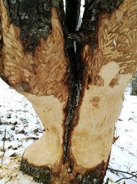 Close-up of tree trunk during winter