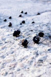 Close-up of crab on rock