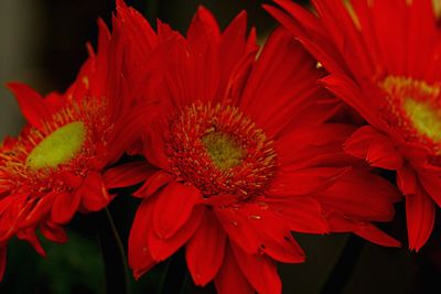 Close-up of red flower