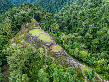 High angle view of trees in forest