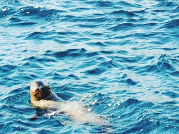 Dolphin swimming in sea