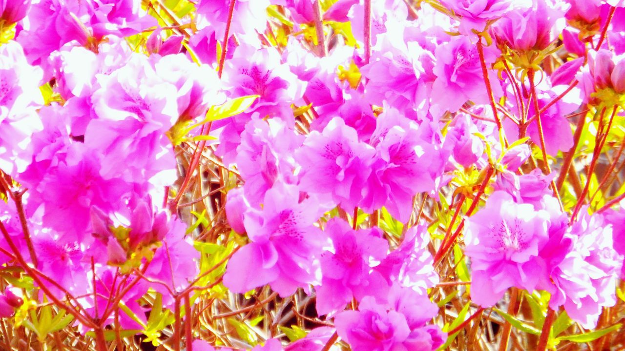 flower, plant, flowering plant, pink color, beauty in nature, freshness, growth, nature, close-up, petal, fragility, no people, vulnerability, day, outdoors, flower head, purple, sunlight, backgrounds, invertebrate