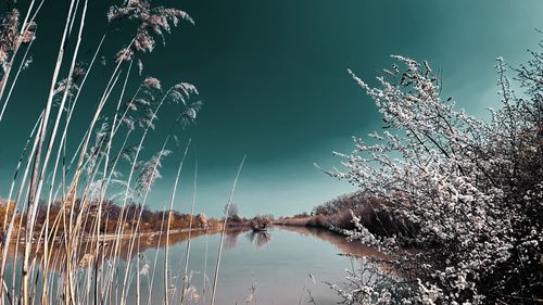 Scenic view of lake by trees against sky