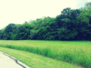 Scenic view of grassy field