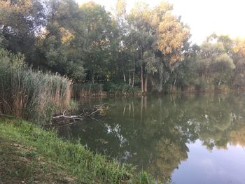 Scenic view of lake in forest against sky