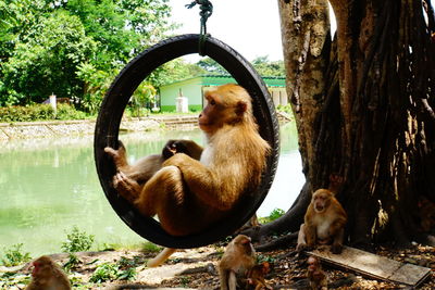 View of adult monkey sitting under tree trunk