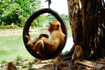 View of adult monkey sitting under tree trunk