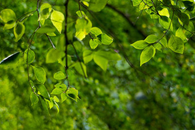 Close-up of tree leaves in forest