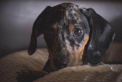 Close-up portrait of dog relaxing on bed at home