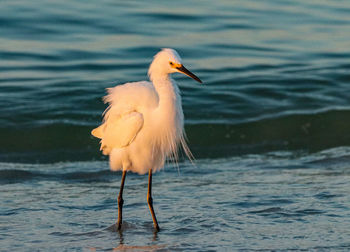 Close-up of bird