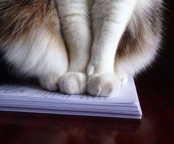 Close-up of cat paws on paper