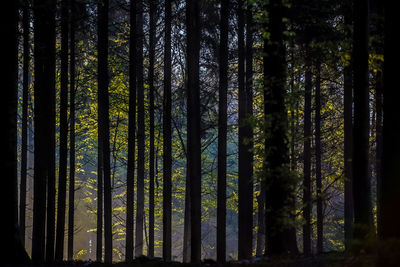 View of trees in forest