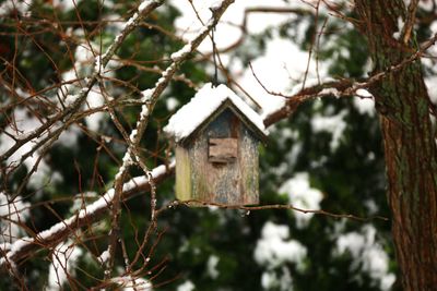 Close-up of birdhouse on branch during winter