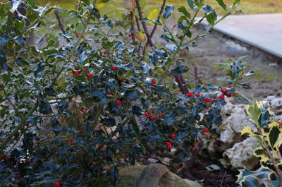 Close-up of fruits growing on tree