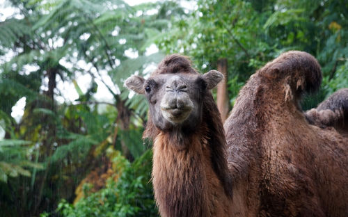 The hairy camel in the zoo in selective focus