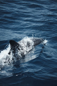 View of swimming dolphin