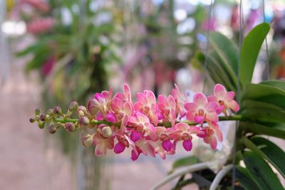 Close-up of pink flowers