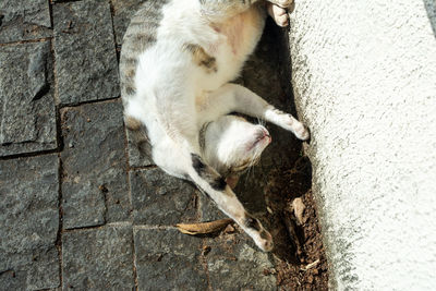 White tabby cat