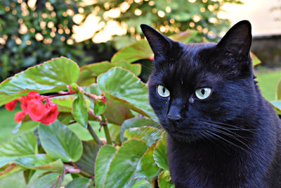 Close-up of a black cat