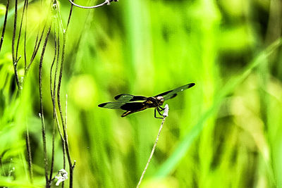 Close-up of grass