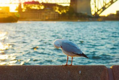 Close-up of bird perching on retaining wall by sea