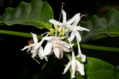 Close-up of white flowers